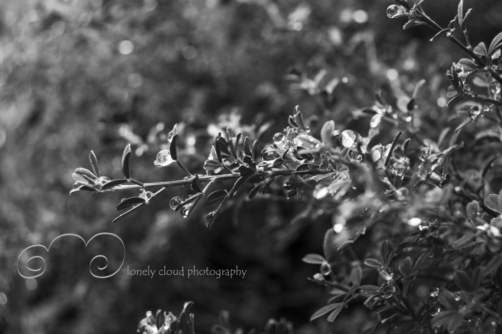 Water Droplets