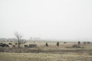 Foggy Farm