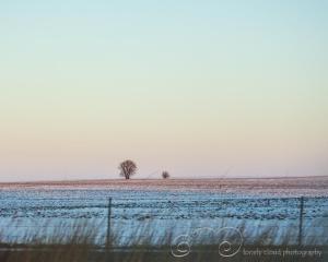 Lonely Winter Tree